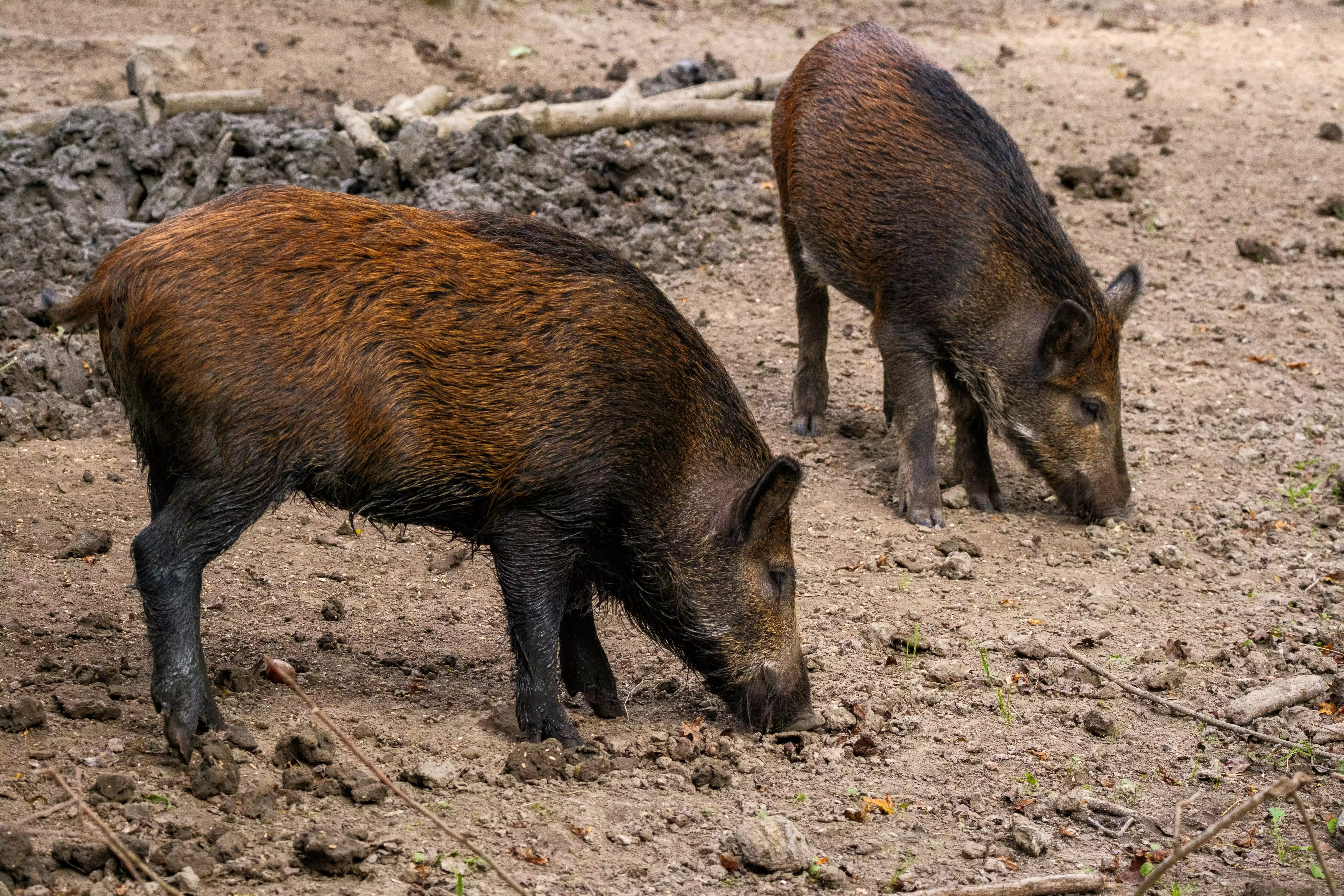 Campobasso: Cinghiali in città, sindaca firma ordinanza