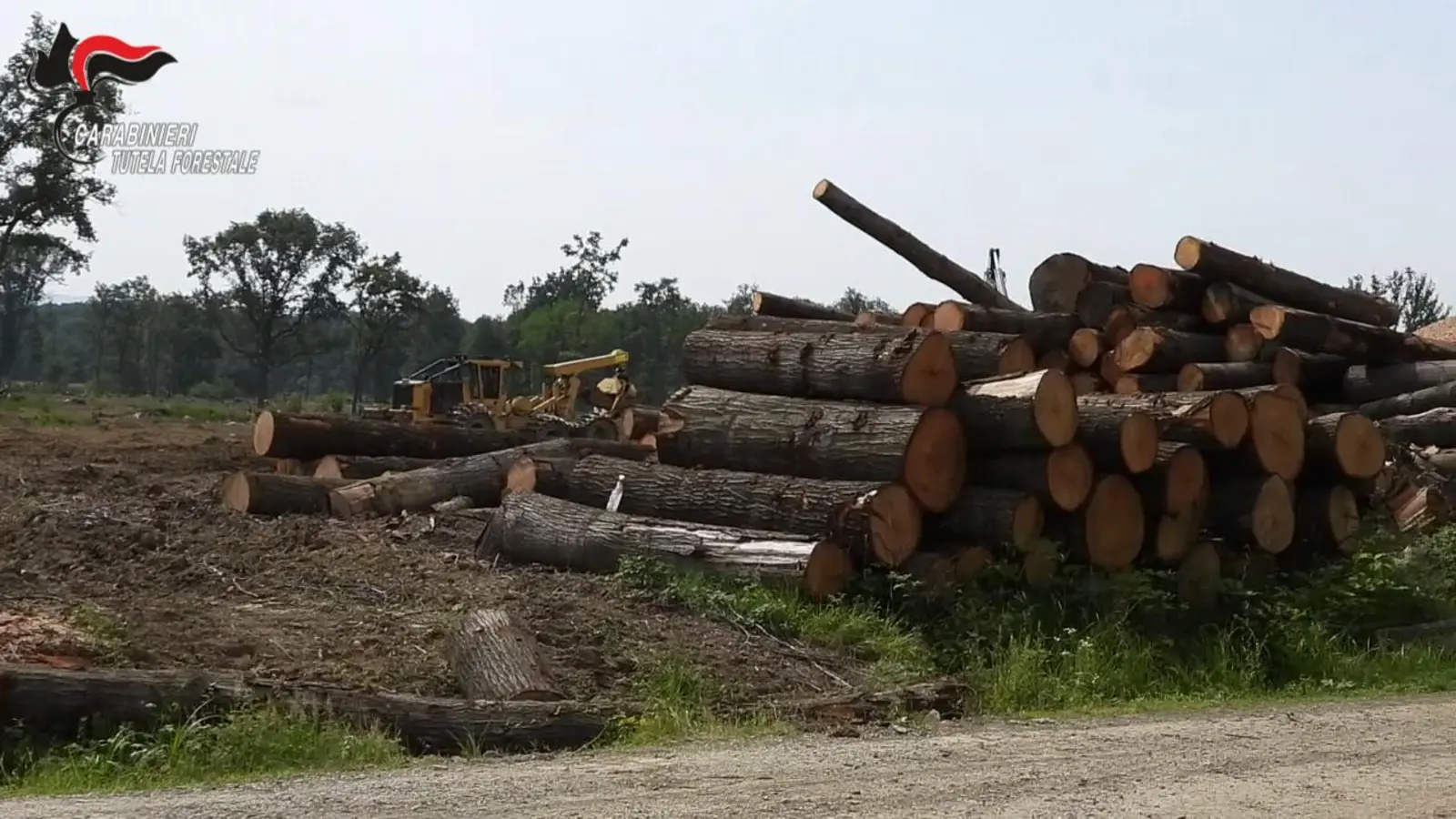 Abbattimento illegale alberi: Carabinieri forestali sequestrano area