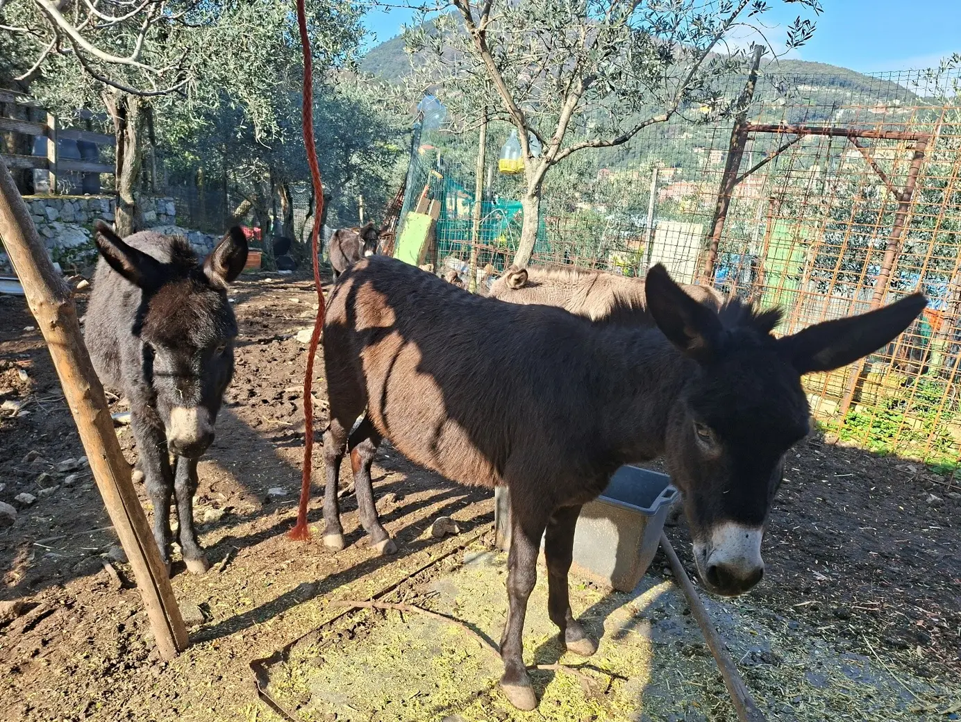 Asini salvati dai Carabinieri in Liguria