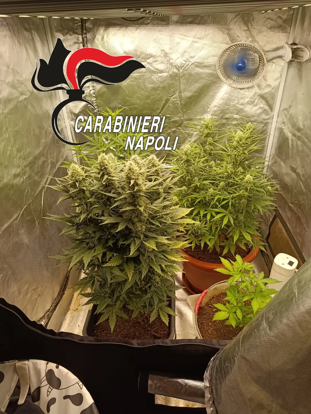 Blitz dei Carabinieri: maxi operazione tra Pozzuoli e Quarto