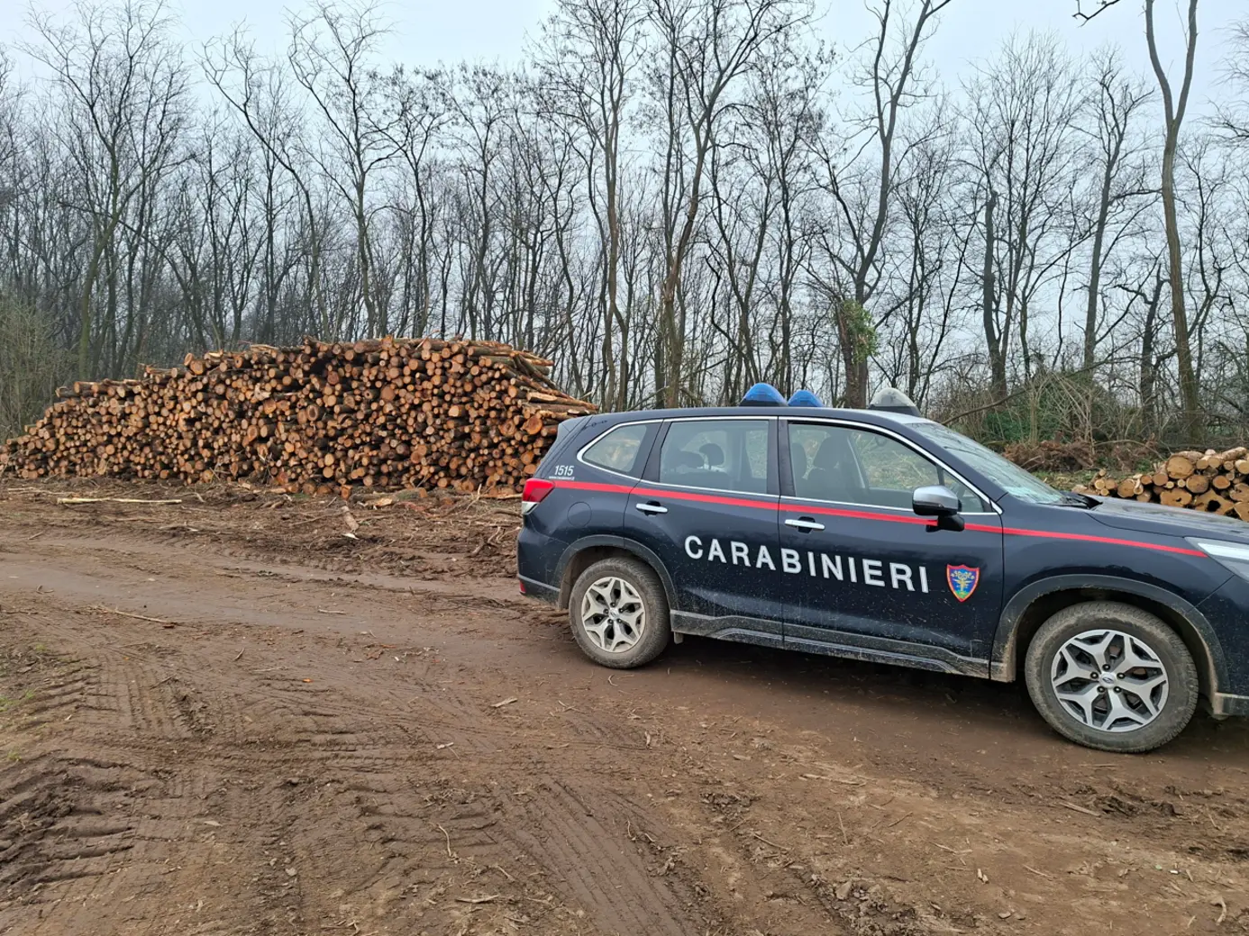 Carabinieri Forestali scoprono taglio illegale di alberi