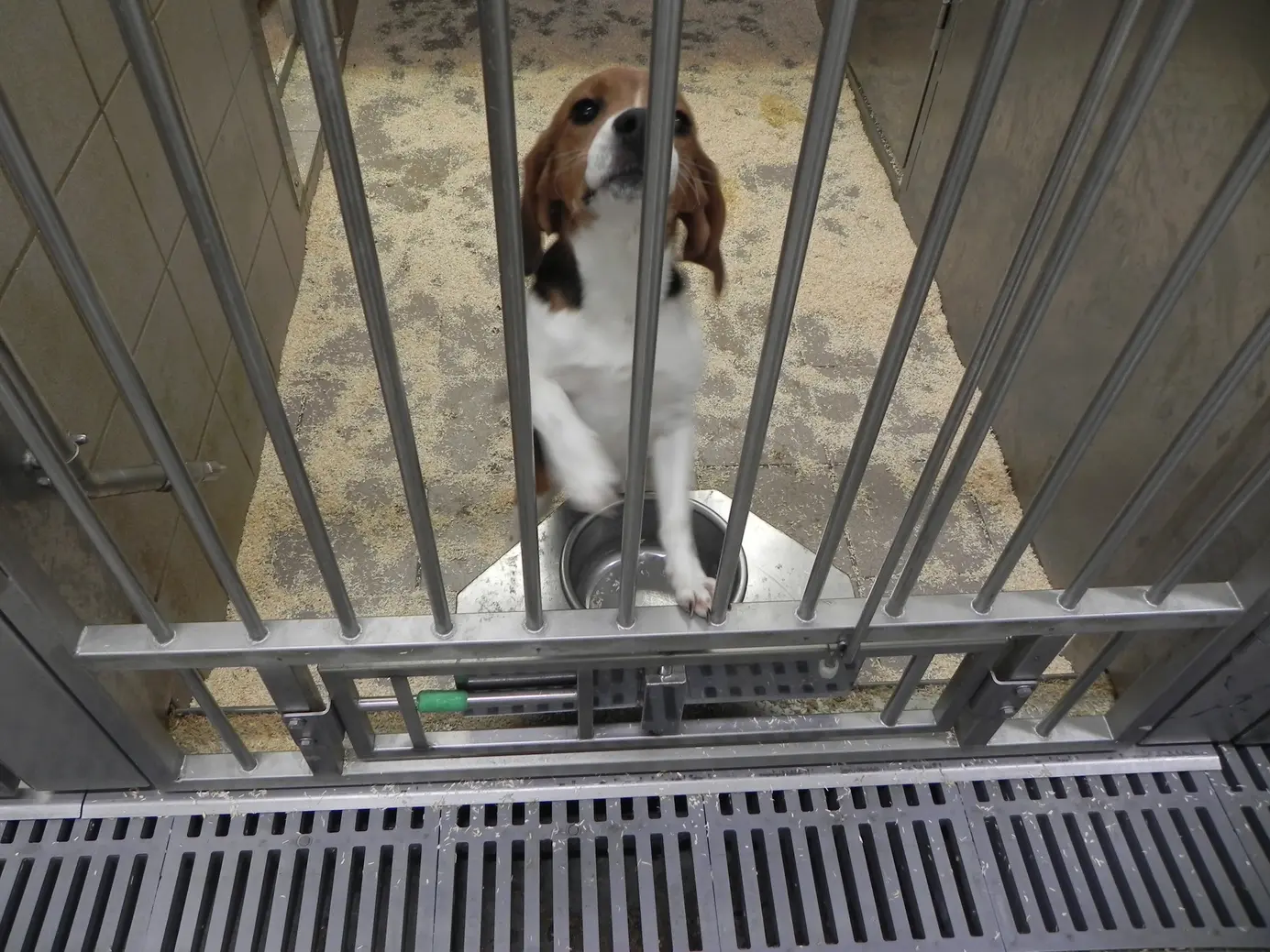 Carabinieri: operazione contro maltrattamento cani beagle