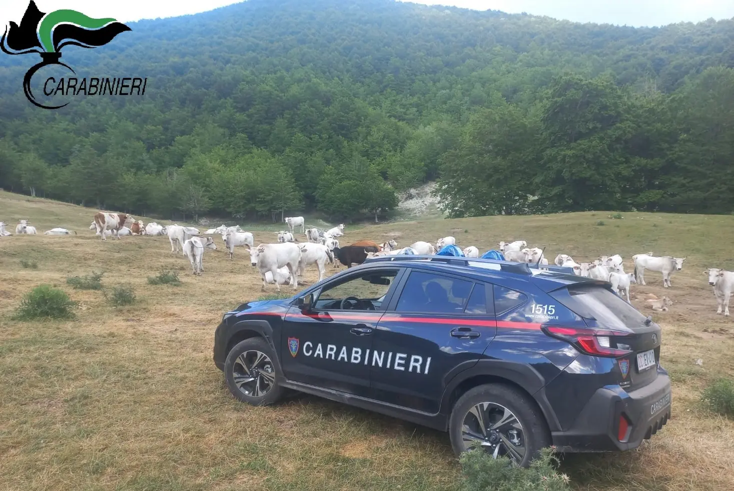 Carabinieri recuperano bestiame scomparso
