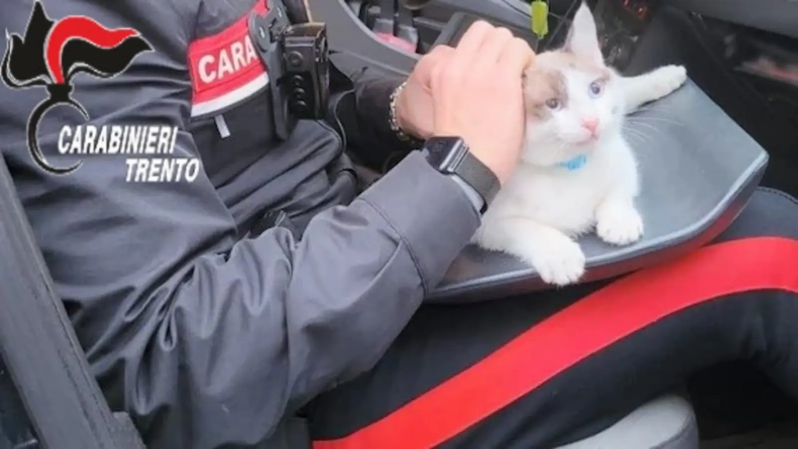 Carabinieri salvano gattino da sospetto avvelenamento