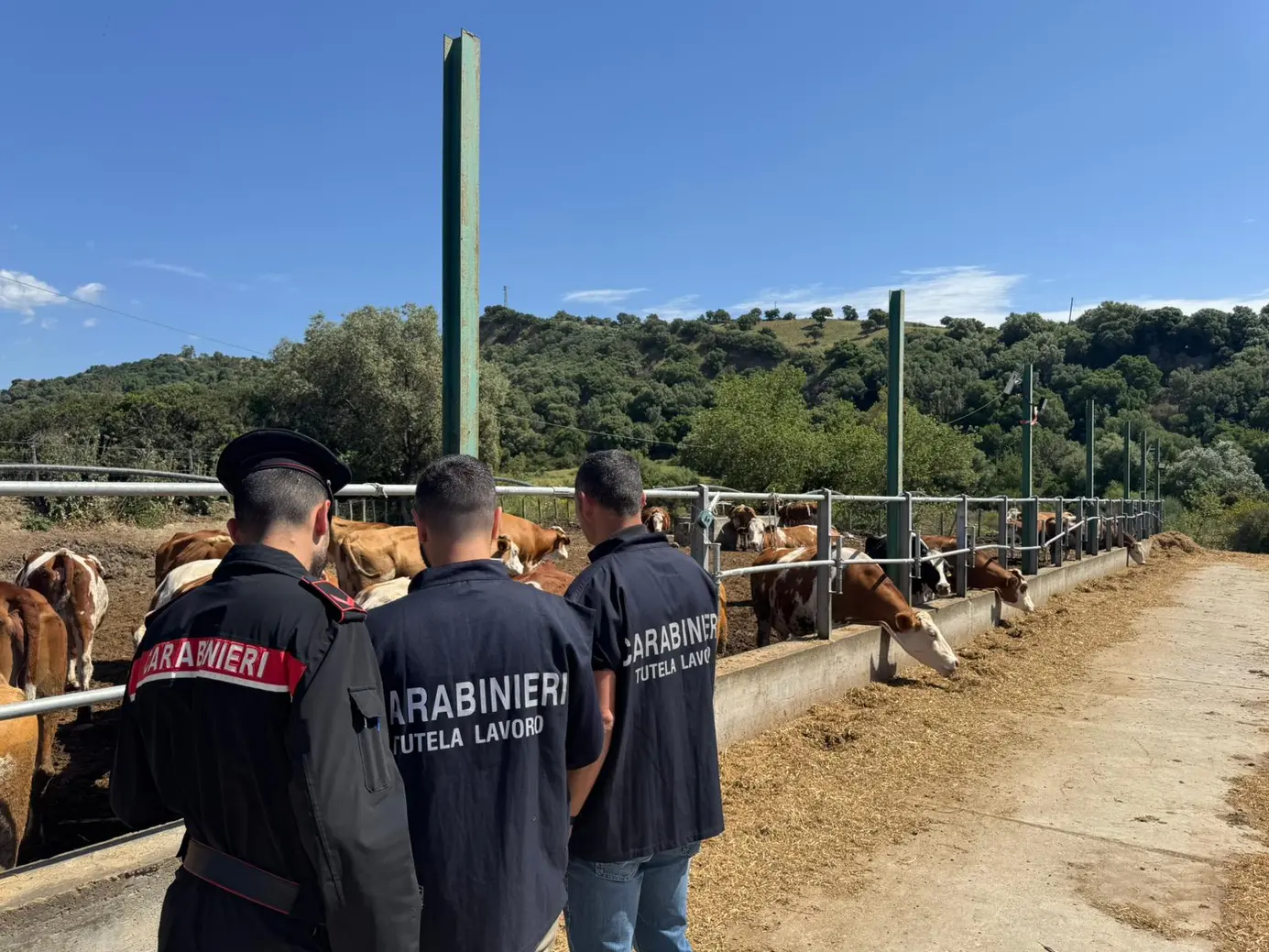 Carabinieri scoprono 4 lavoratori in nero in un allevamento