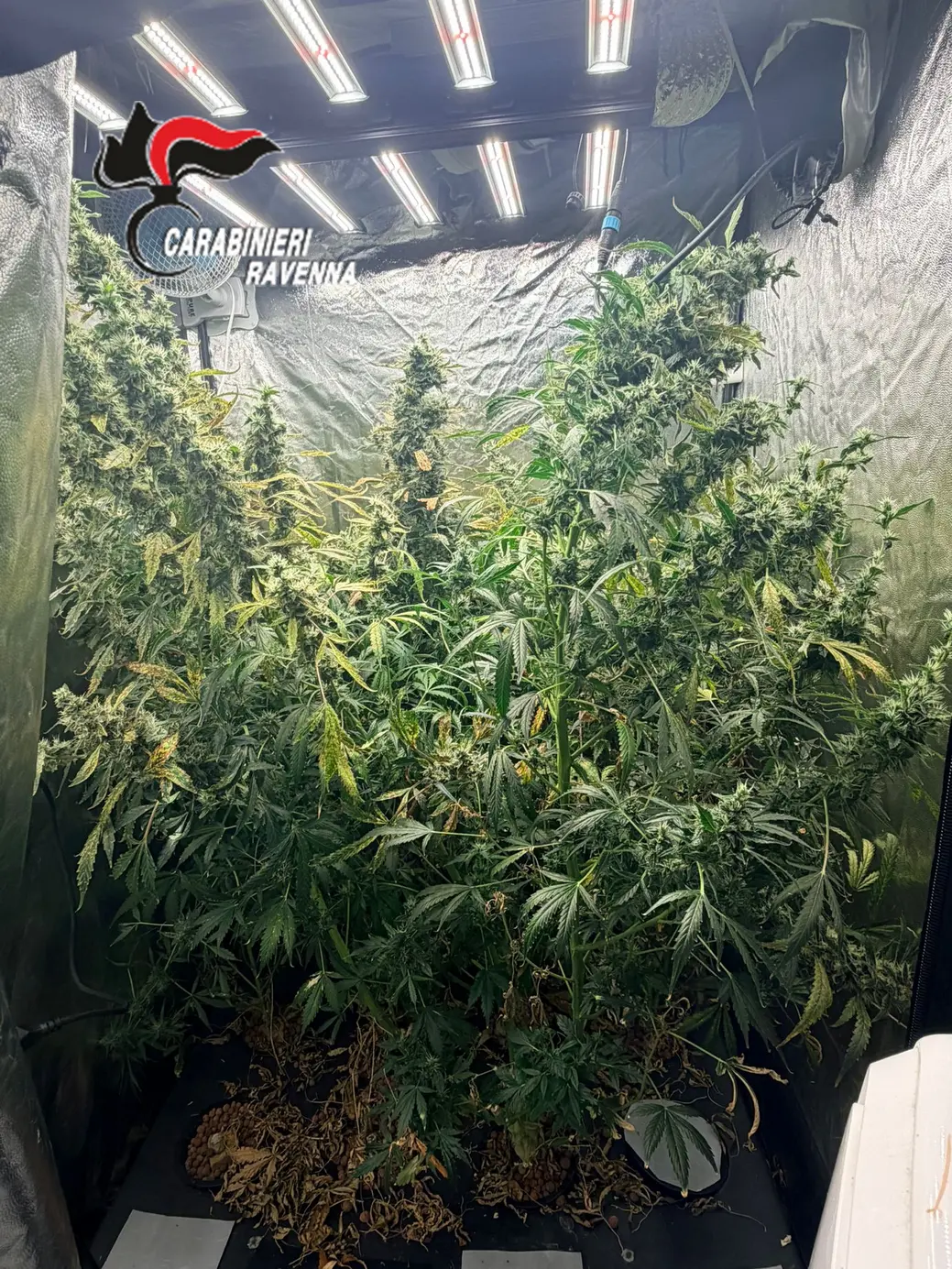 Carabinieri scoprono maxi-serra di marijuana a Ravenna