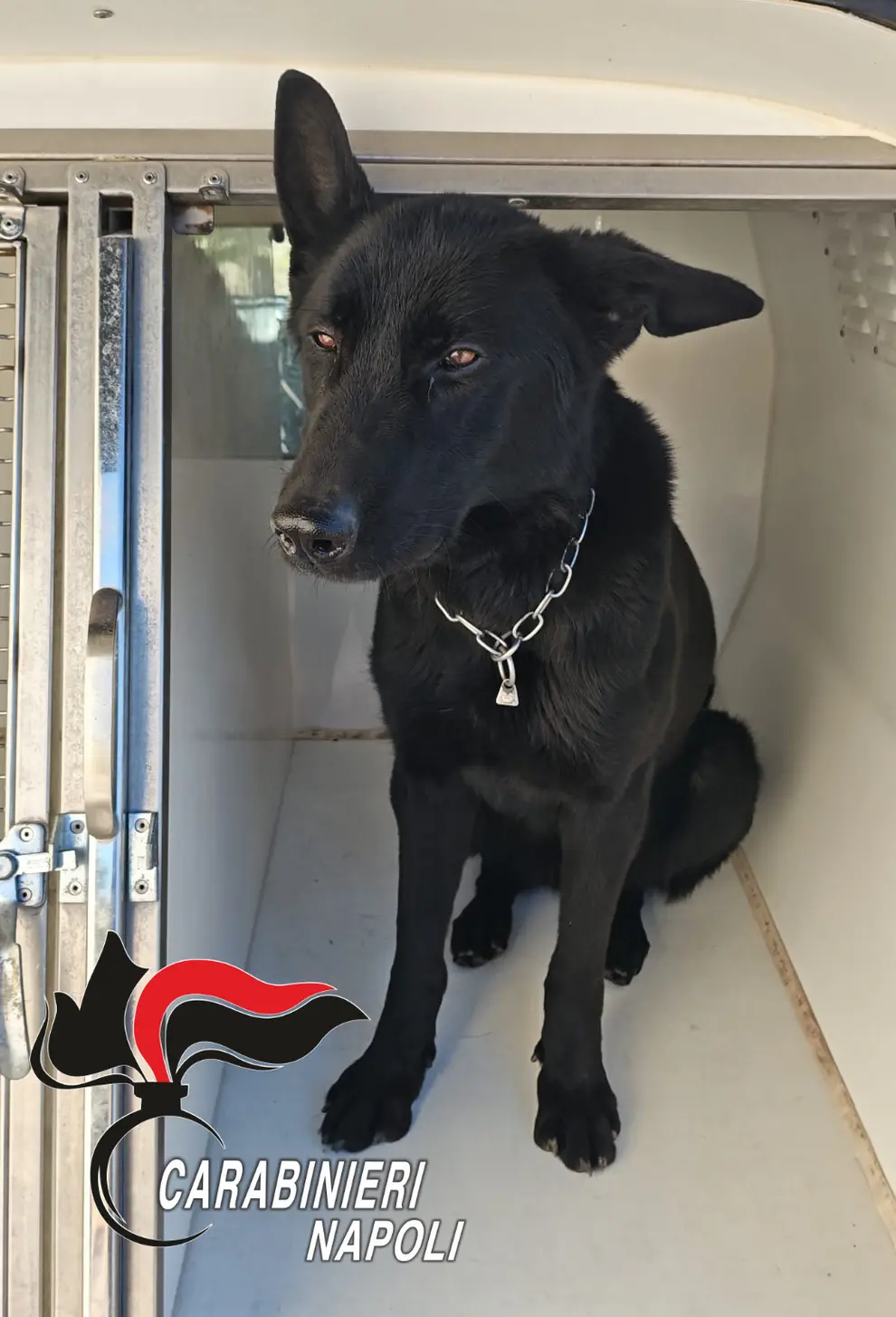 Droga, fiuto del cane Thelma porta all'arresto di tre persone