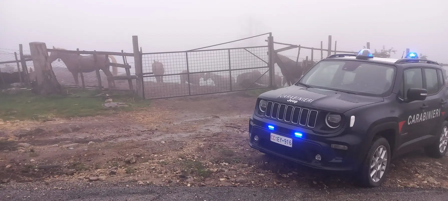 Cavalli sequestrati a Petrona': i Carabinieri scoprono 17 animali