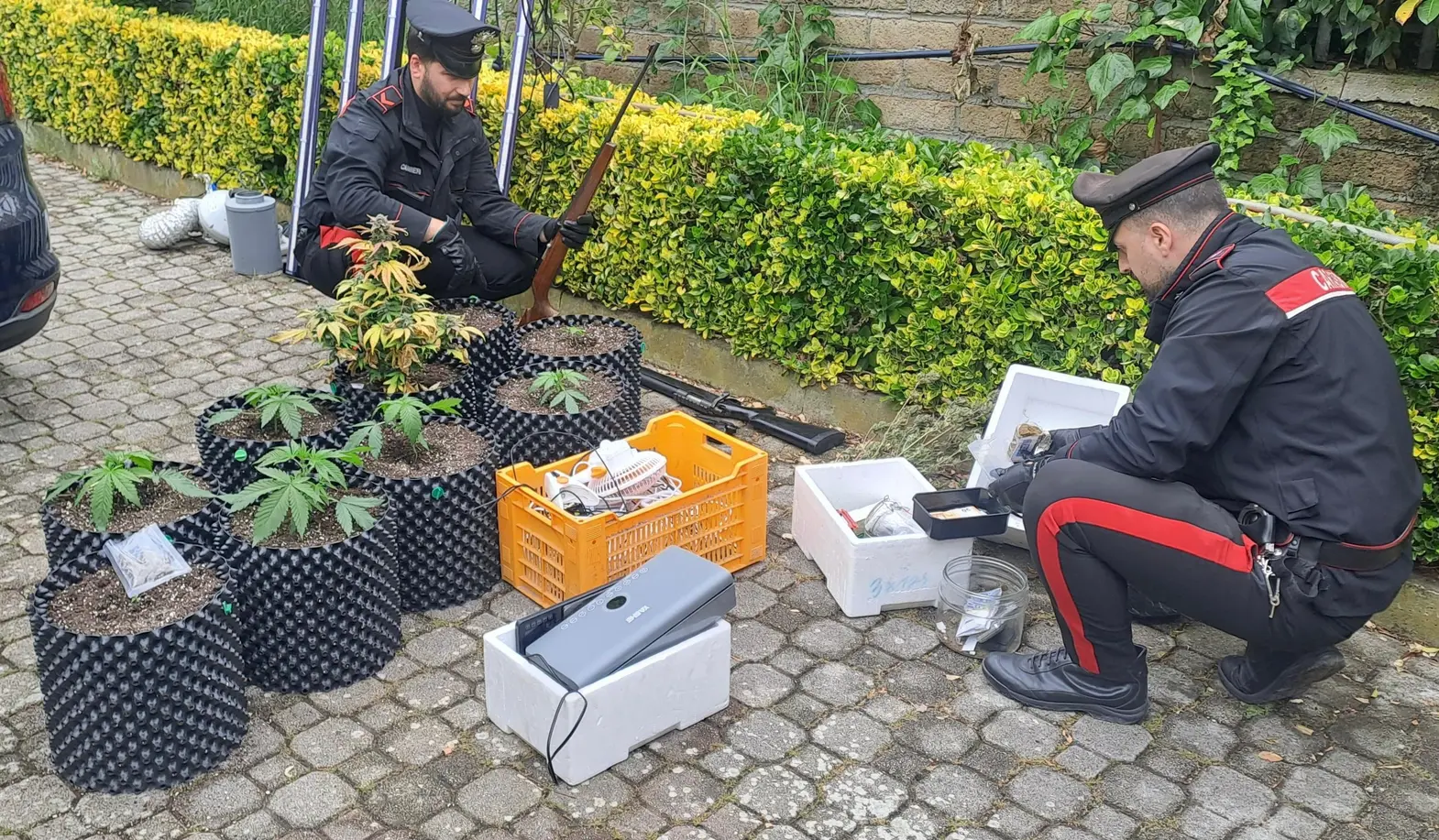 Cerveteri: scoperta serra domestica e munizioni illegali