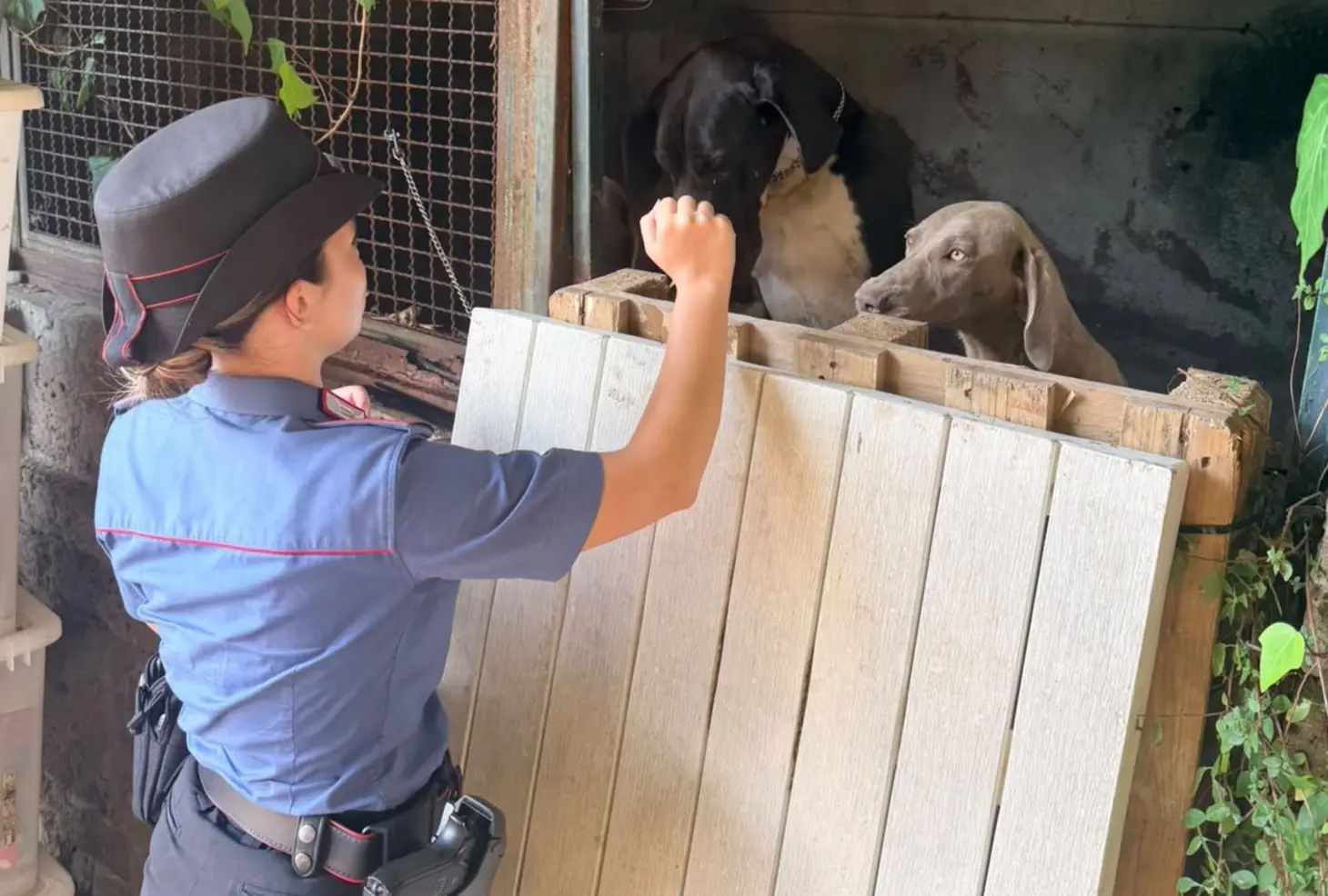 Formello: 13 cani giganti salvati da maltrattamento