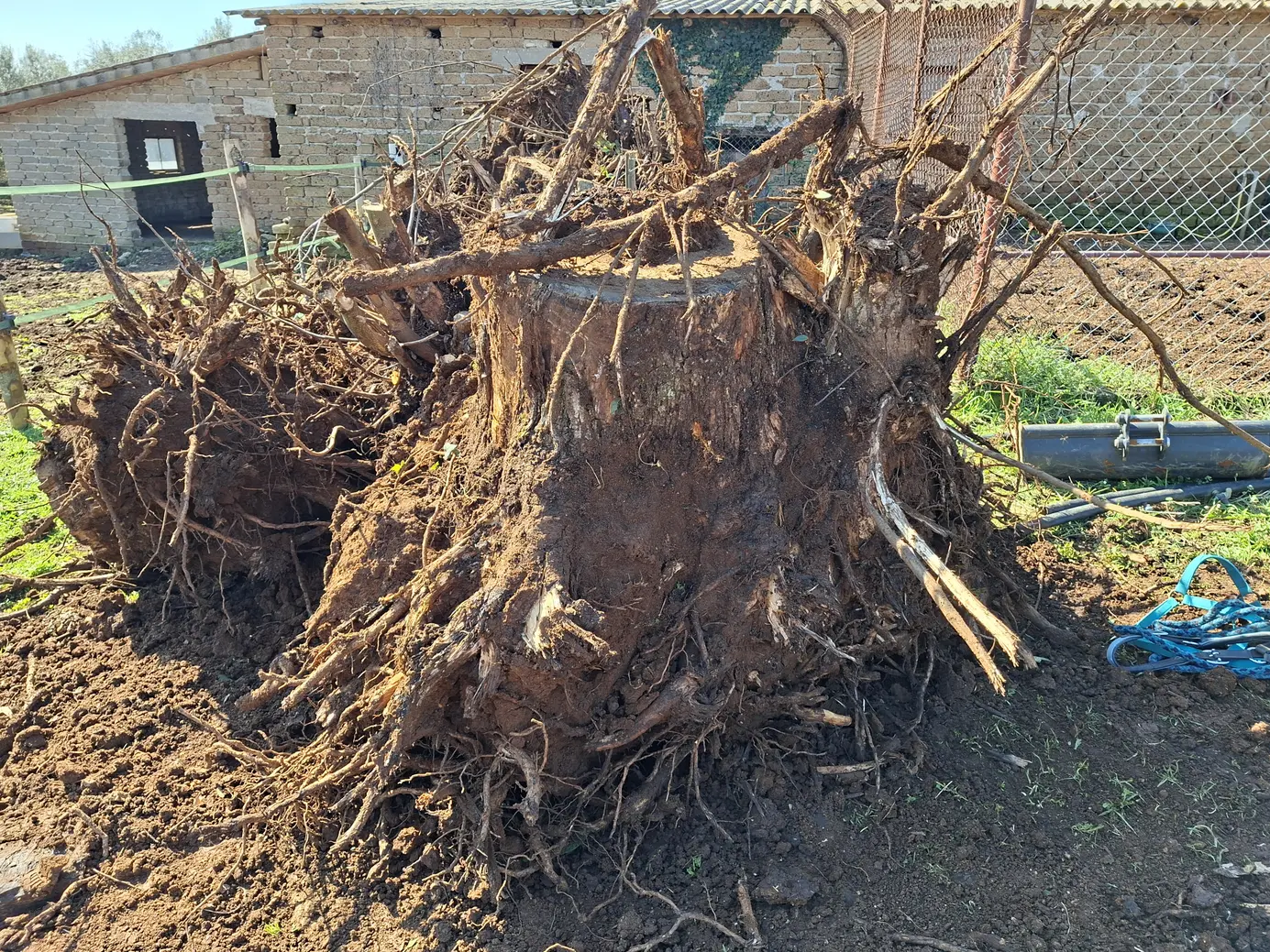 Manziana: sanzioni per lavori forestali abusivi