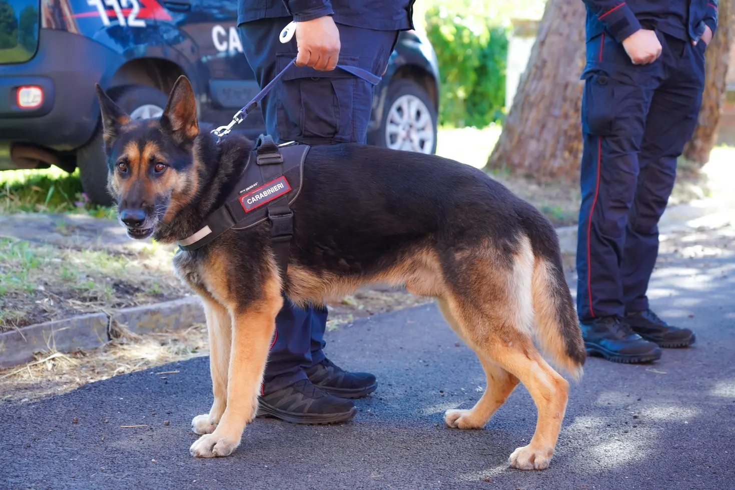 Maxi sequestro droga: padre e figlio arrestati nel bolognese