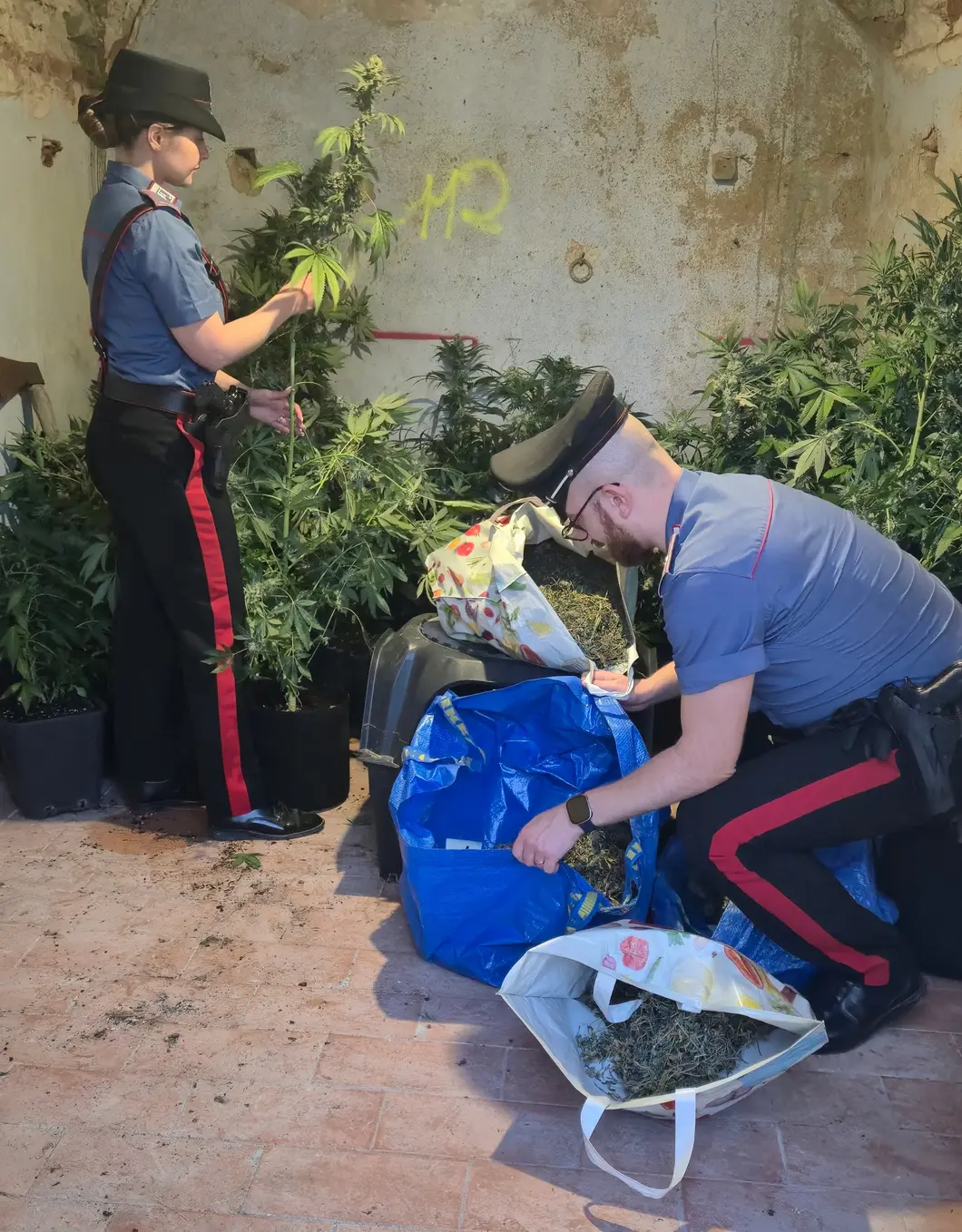 Maxi sequestro di marijuana a Foiano della Chiana