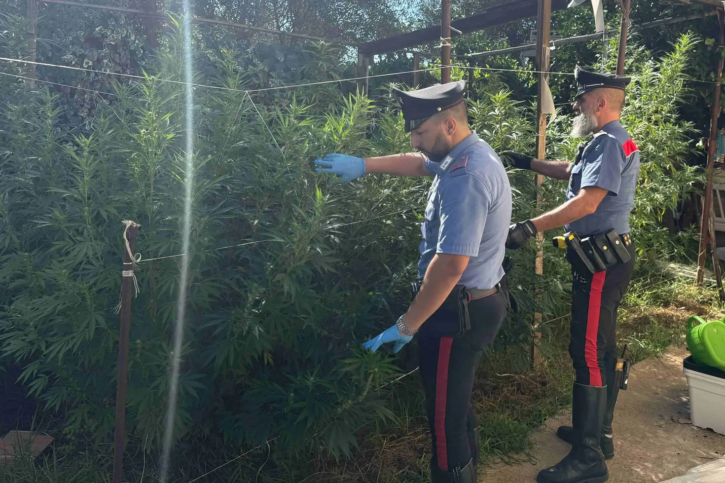 Nettuno: scoperta serra illegale, arrestati due uomini e sequestrati 4,5 kg di marijuana