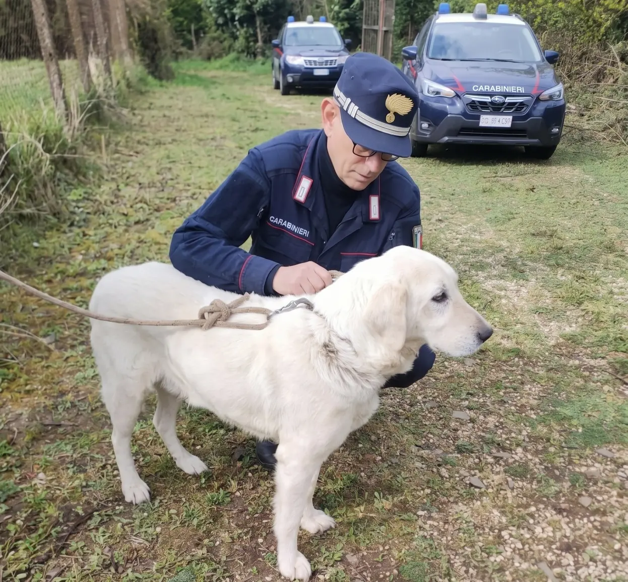 Palestrina: uomo denunciato per maltrattamento e morte di un cane