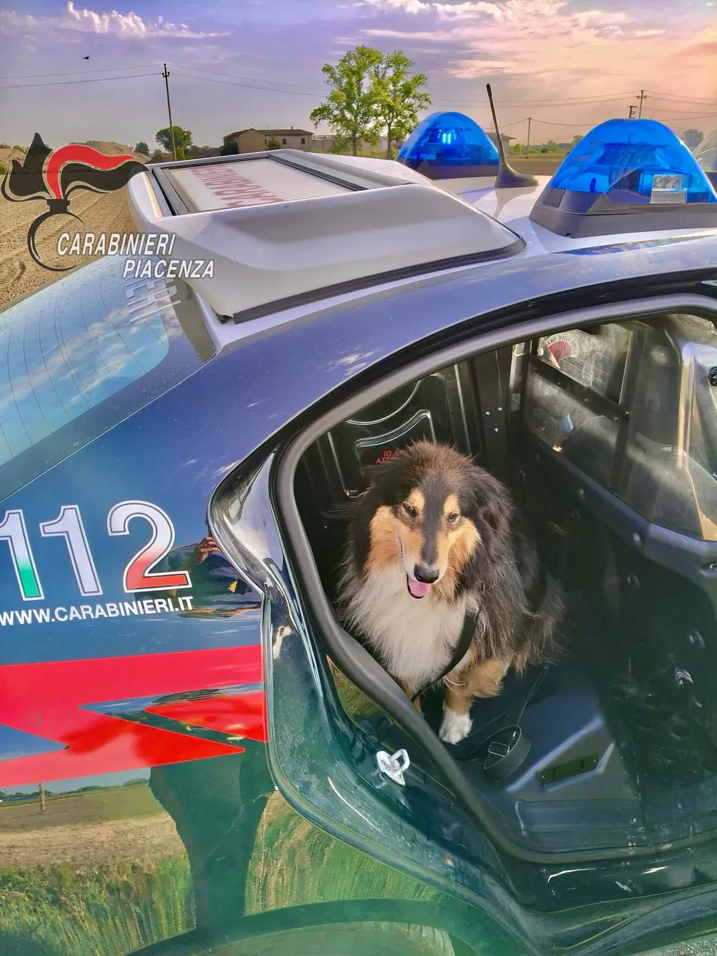 Piacenza: Carabinieri salvano cane vagante sulla strada