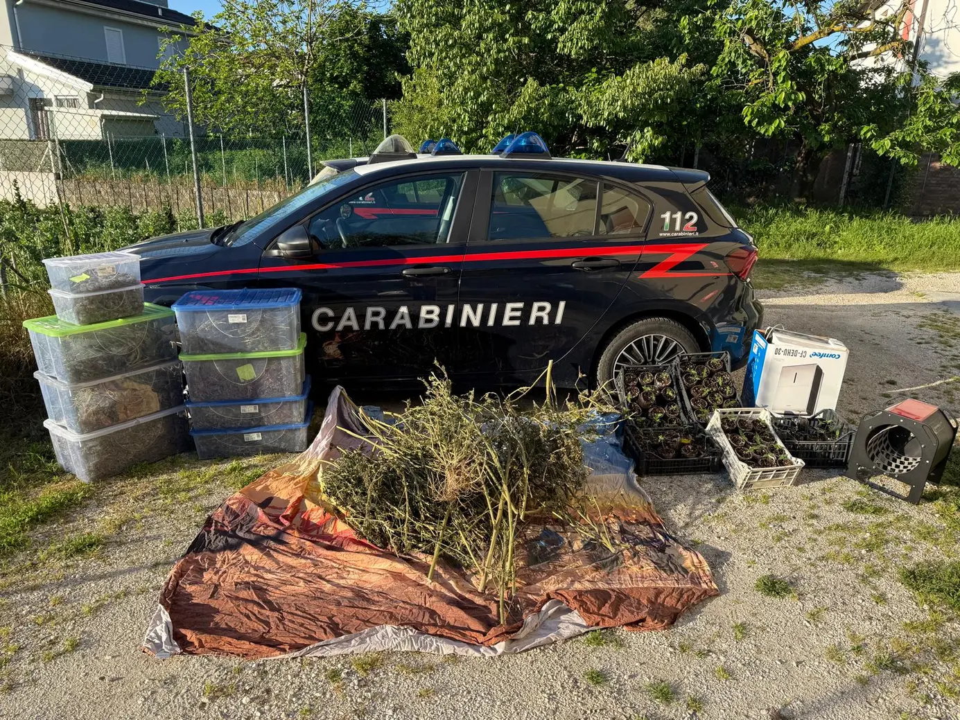 Ravenna: Carabinieri scoprono coltivazione illegale di marijuana