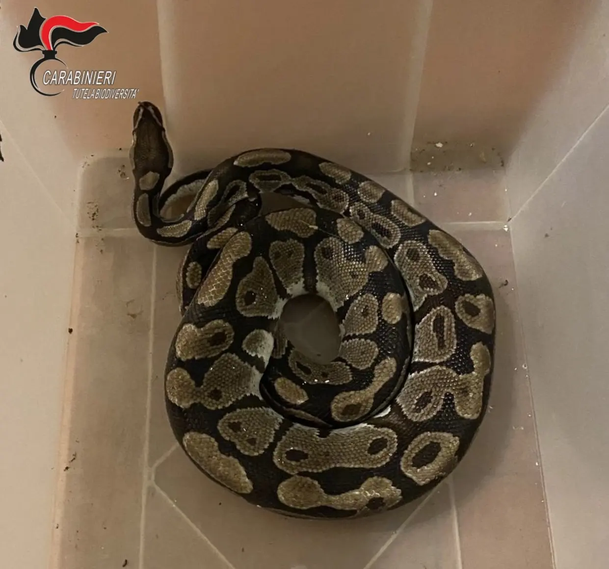 Ritrovato pitone reale a Ravenna: sequestro per detenzione illegale