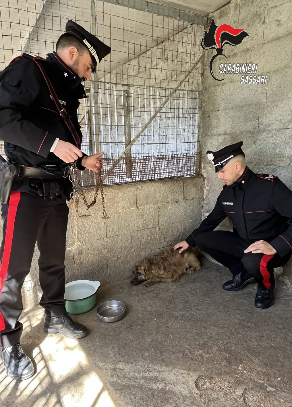 Sassari: Carabinieri salvano cane maltrattato
