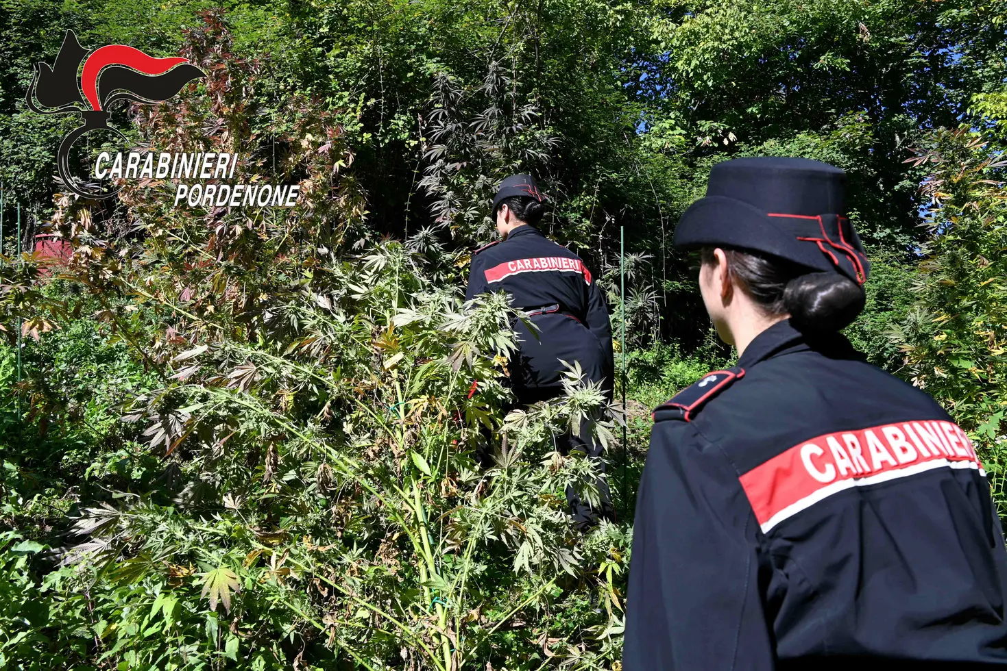 Scoperta piantagione marijuana a Frisanco