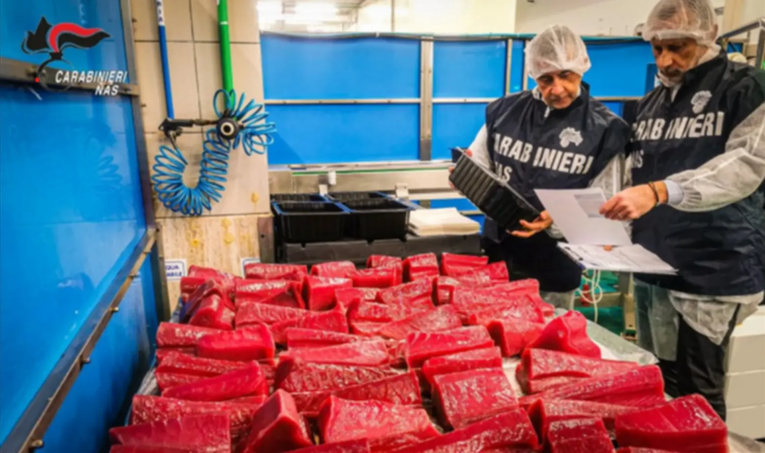 Sequestrati 15 chili di tonno privo di tracciabilità a Catanzaro