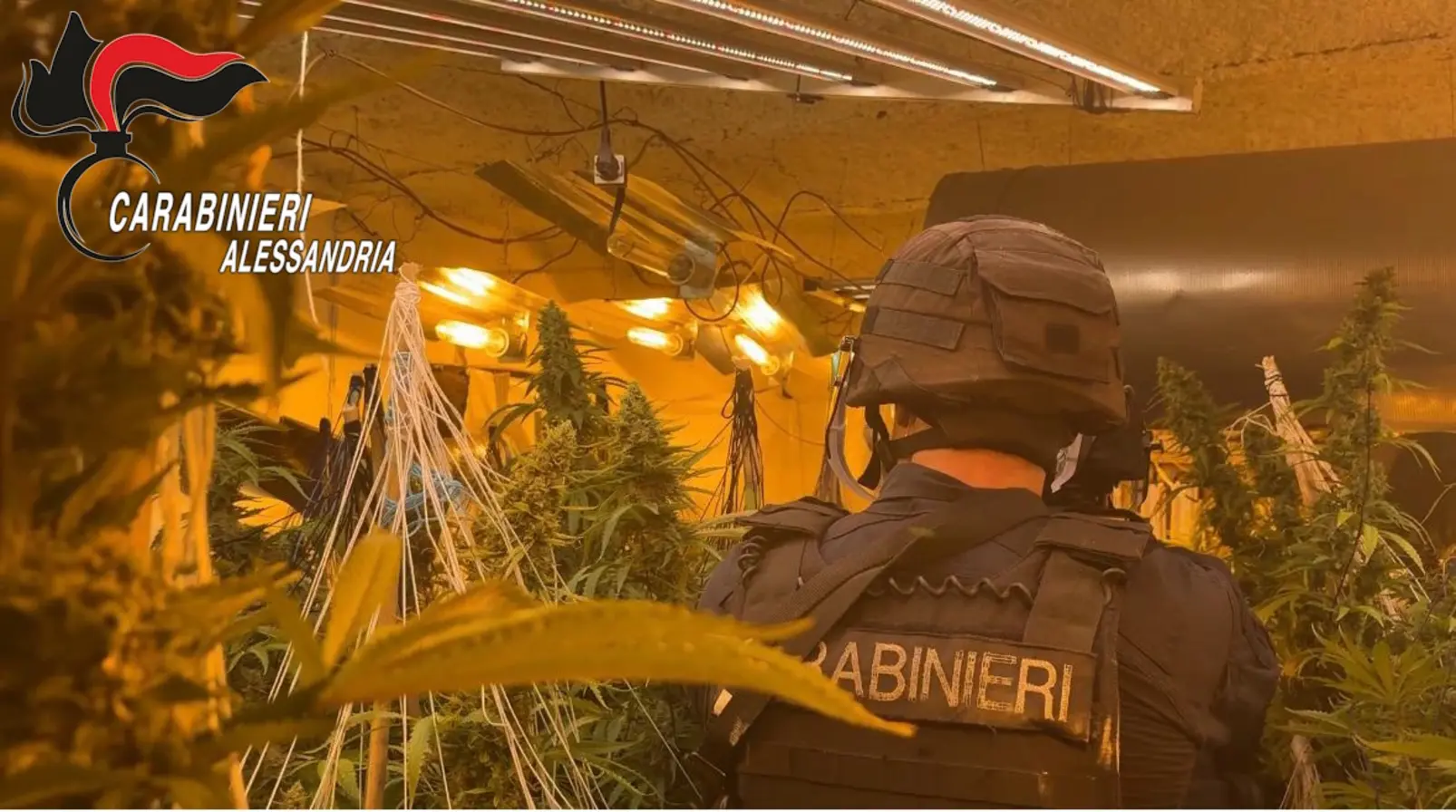 Maxi sequestro di marijuana nell'Acquese: un arresto