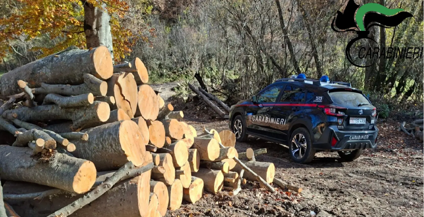 Taglio illegale di alberi: Carabinieri sequestrano legname