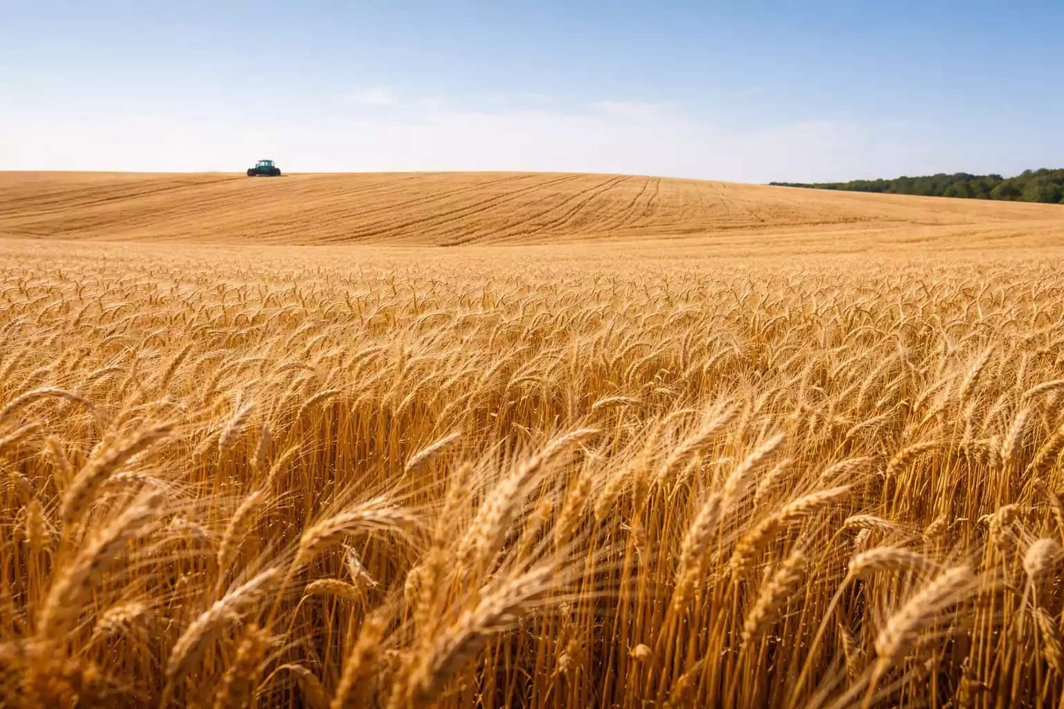 La colomba di Alboino: storia del dolce pavese
