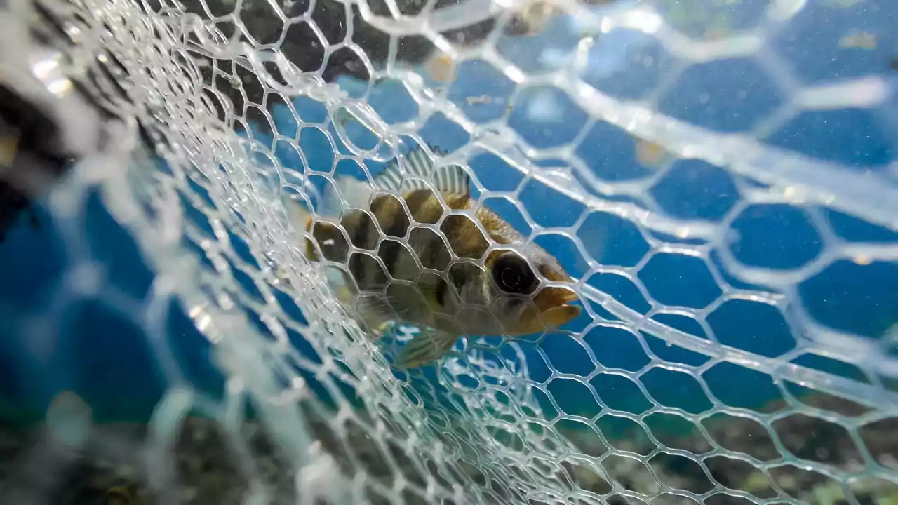 Piemonte lancia ViteLab Network per la ricerca sul vino