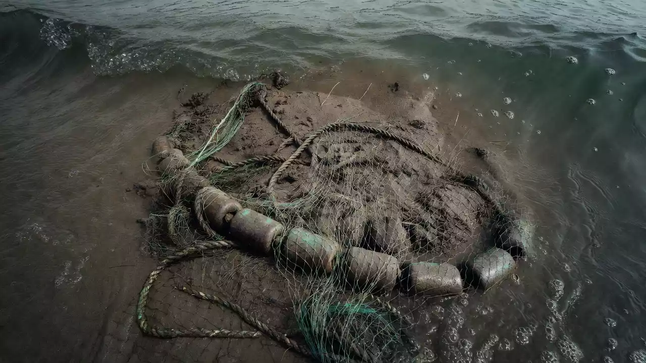 Marche: oltre una tonnellata di vongole sequestrate