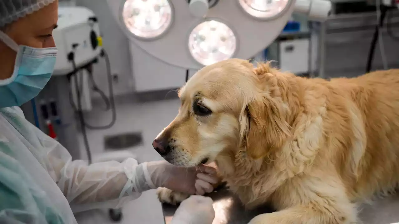 Pet therapy: cani contro i disturbi alimentari