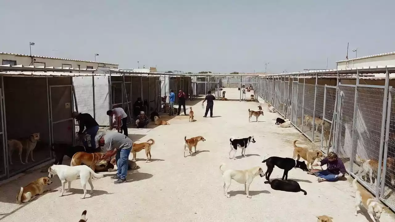 Milano: sequestro cani Aptuit confermato