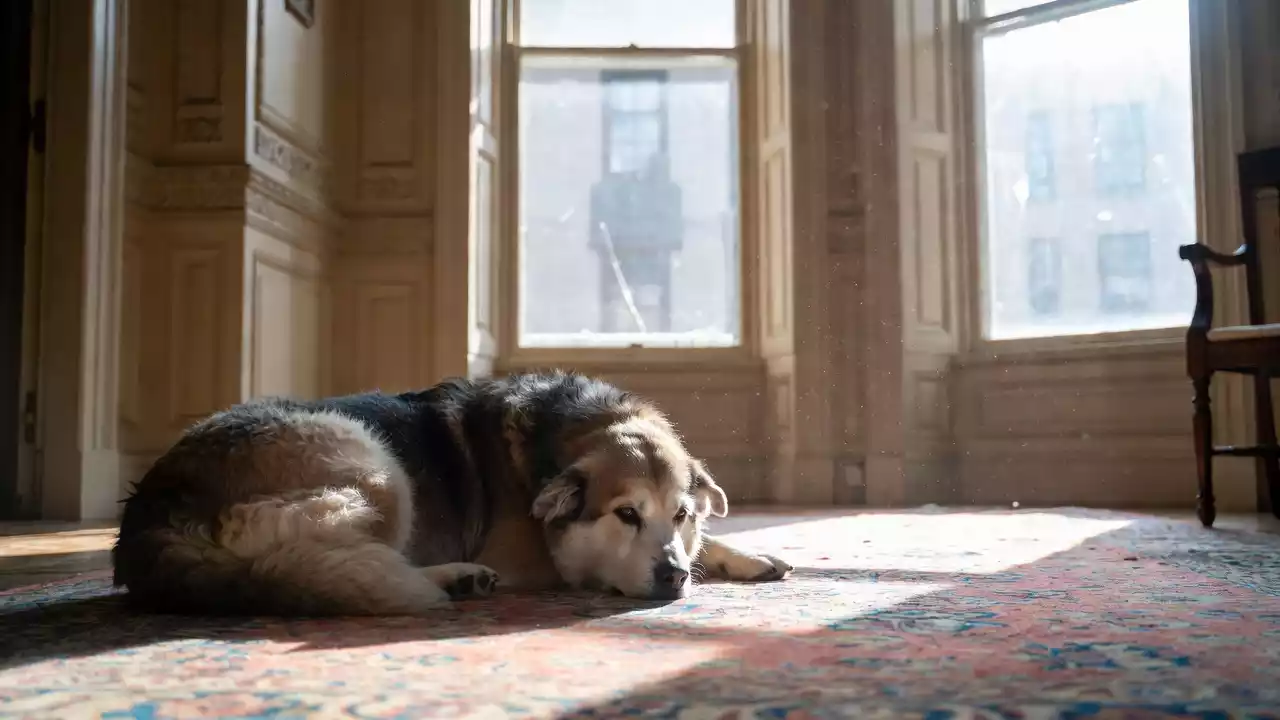 Cane salvato a Cellamare con laccio al collo